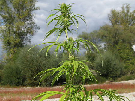 Cannabis ruderalis Cannabis ruderalis