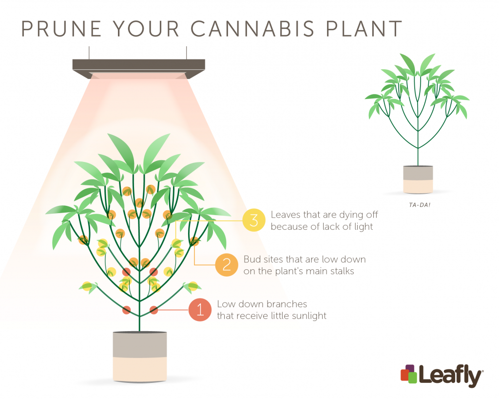 Prune-Your-Cannabis-Plant-1024x818-1024x818.png