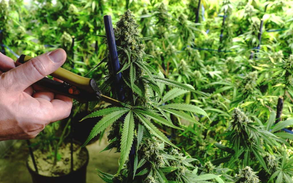 cannabis-pruning-2-1280x800