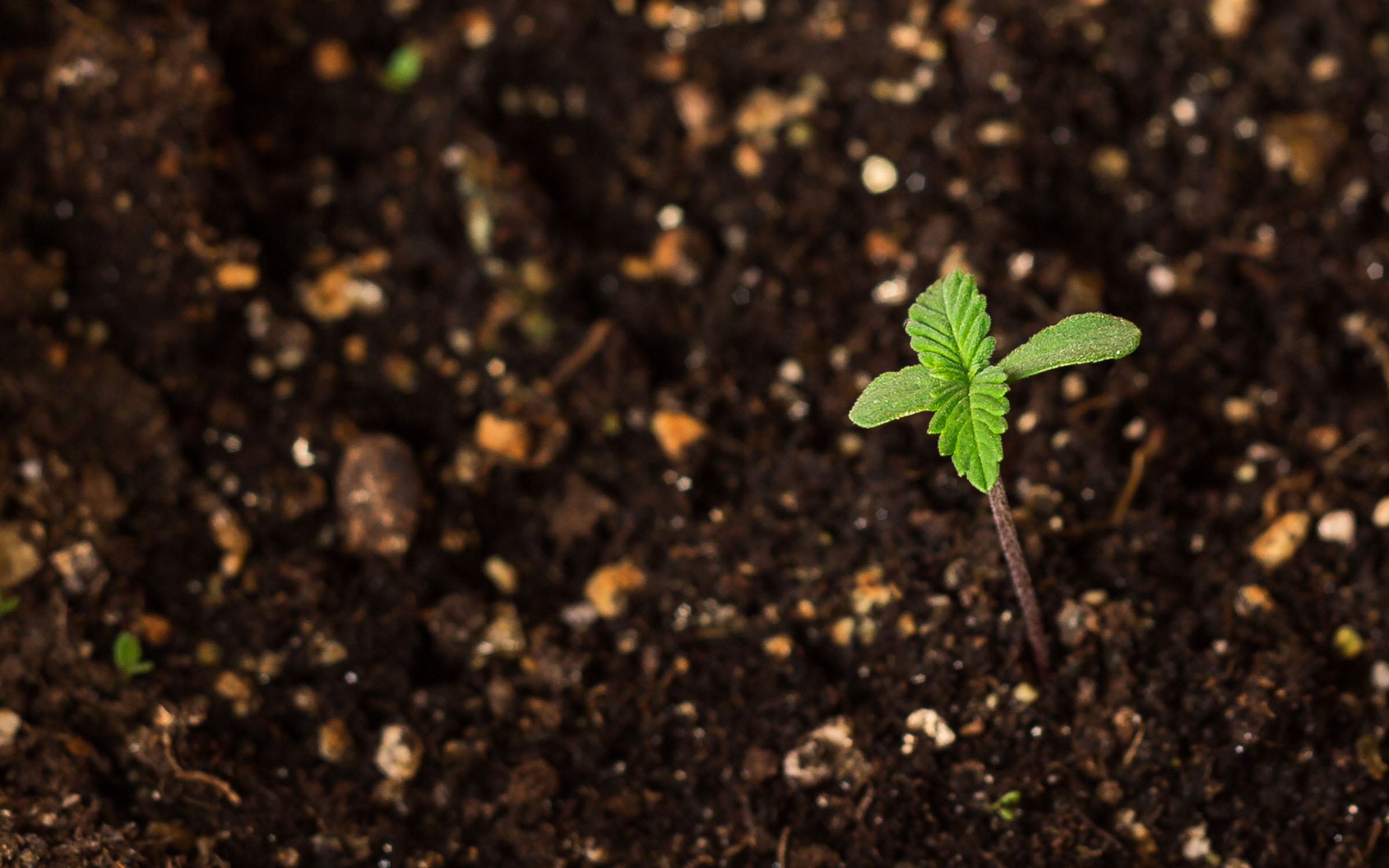 hemp,cannabis soil and fertilizer