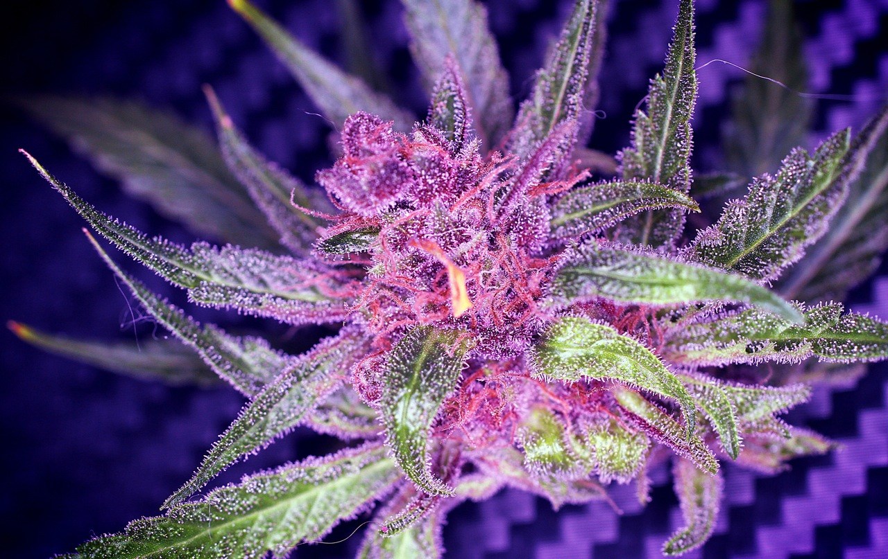 purple-weed-5