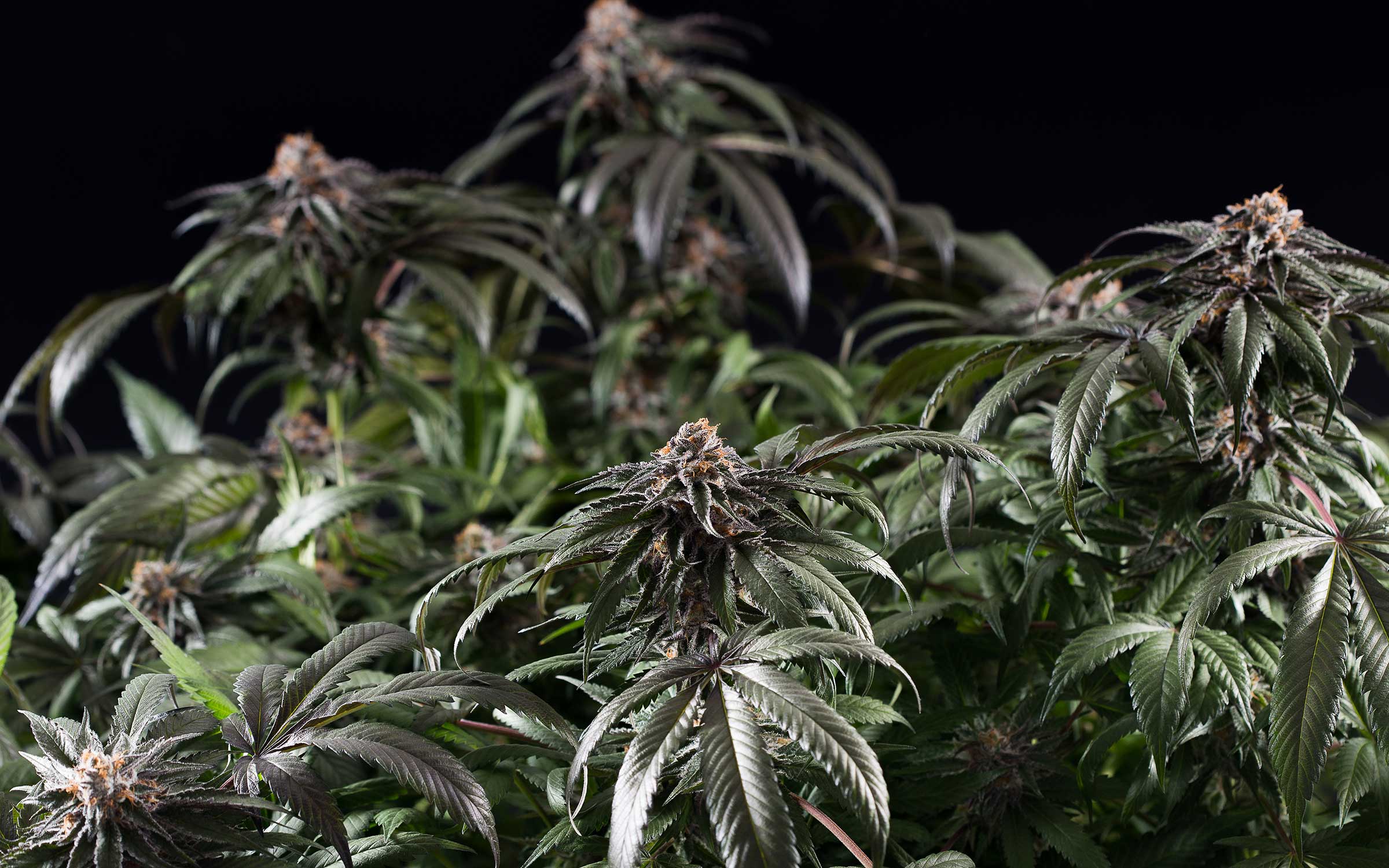 01_USE-THIS-dinafem-purpleafghankush-4493
