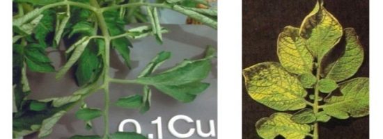 проблемы марихуаны,