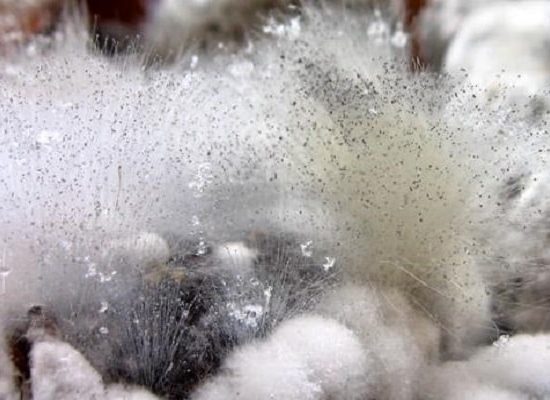 проблемы конопли,