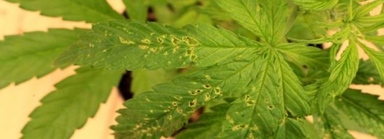 проблемы конопли,