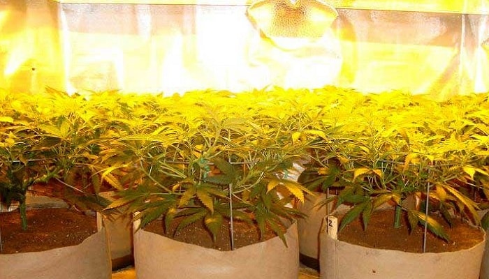 климат для выращивания марихуаны