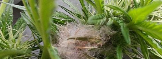 вредители марихуаны,