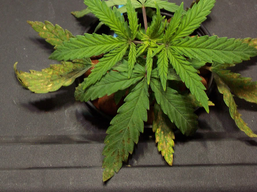 проблемы растений марихуана