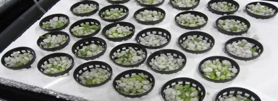 выращивание конопли,