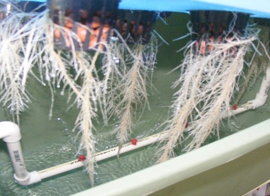 питание марихуаны,