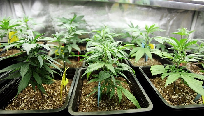 Правильное выращивание марихуаны конопля против боли