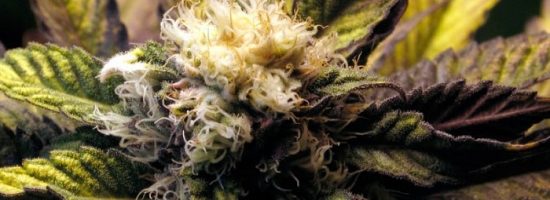 выращивание конопли,