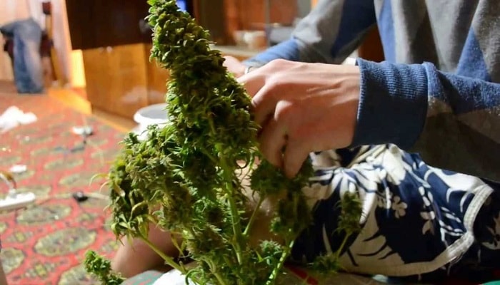 Сушка листьев марихуаны действующий сайт гидра