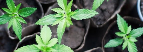 выращивание конопли,