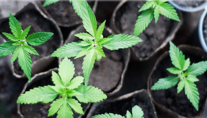 Информация по выращиванию конопли закон о марихуане в сша