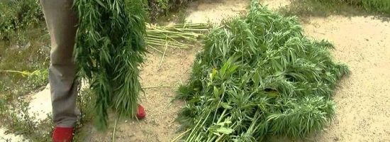 аутдорное выращивание,