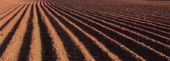 выращивание марихуаны,