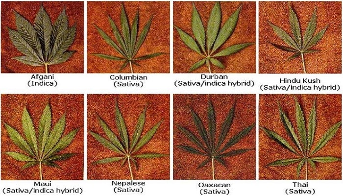 Сорта марихуаны сатива конопля или канопля