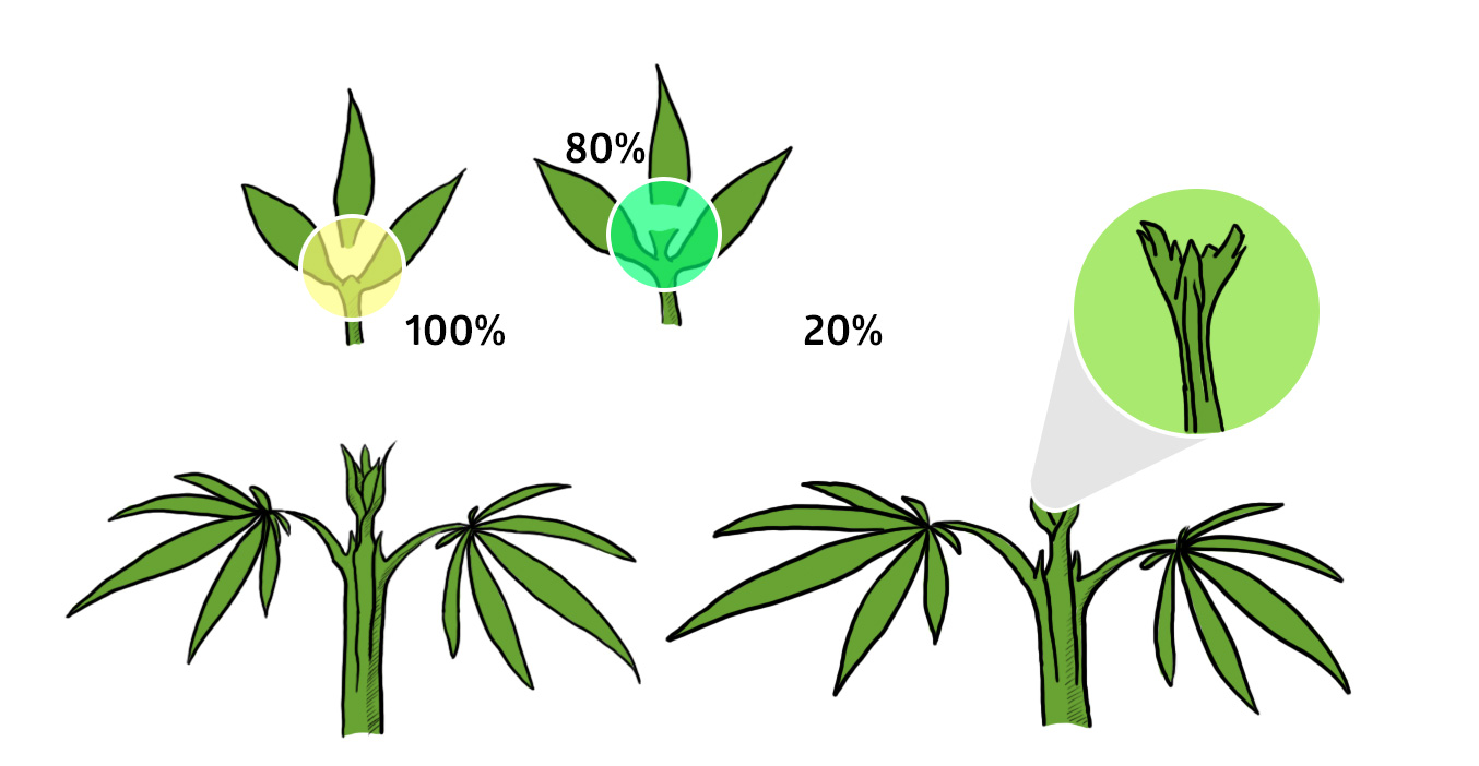 как правильно обрезать листья у марихуаны