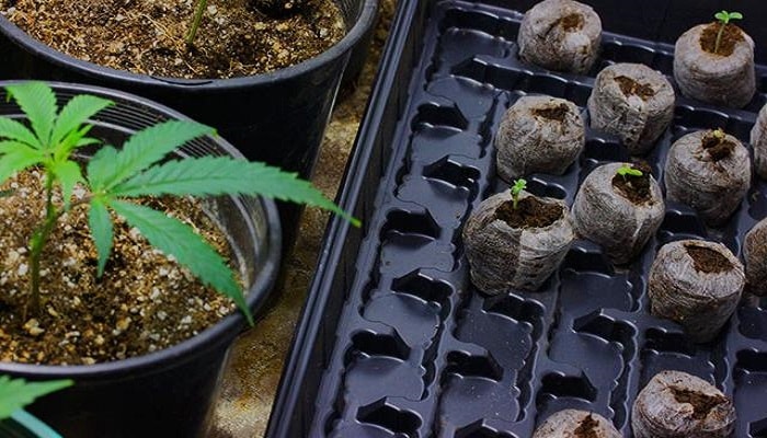 Вырастить марихуану почва запрещенный браузер тор попасть на гидру