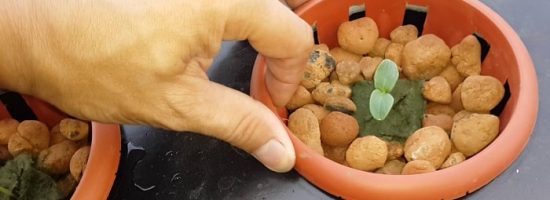 субстрат, выращивание конопли,