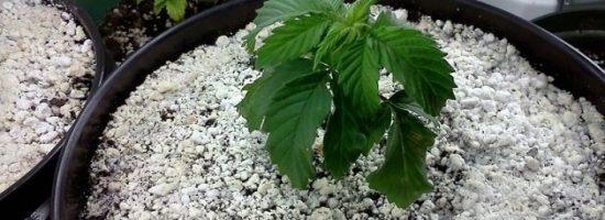 питание конопли,