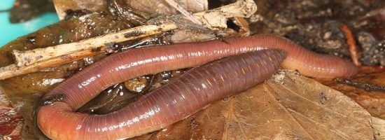 выращивание конопли,