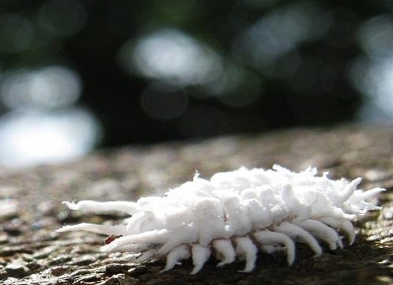 вредители марихуаны,