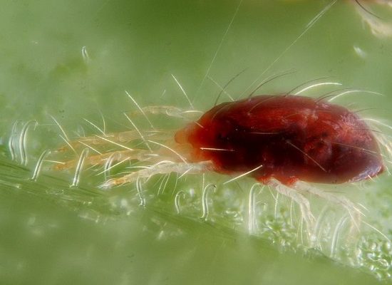 вредители марихуаны,