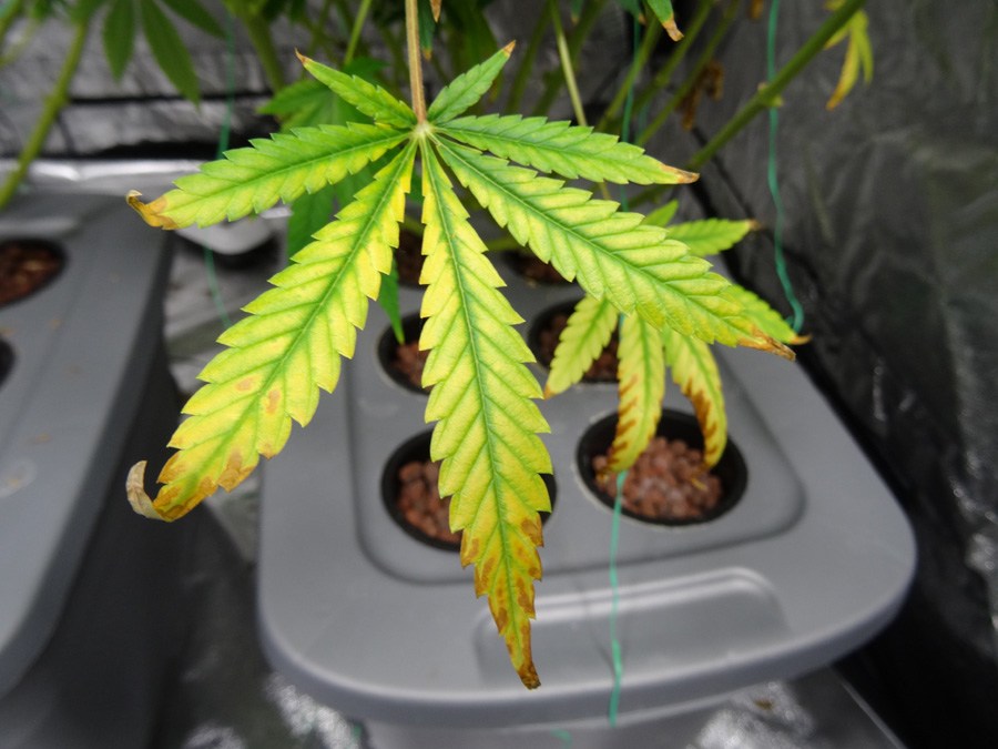 пожелтение листьев у марихуаны