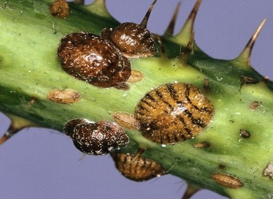 вредители конопли,