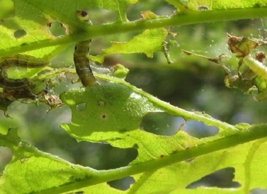 вредители конопли,