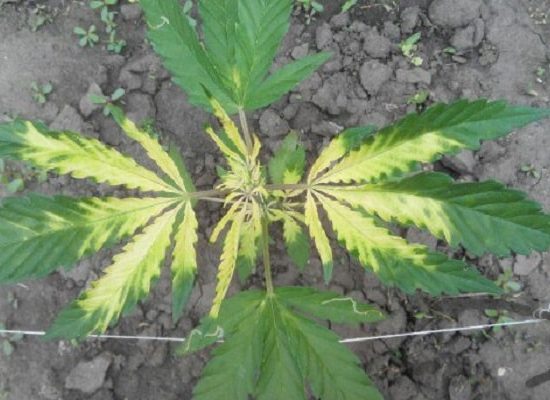 проблемы конопли,