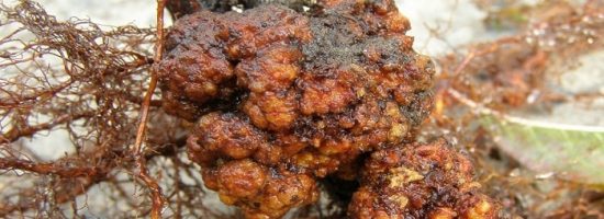 проблемы марихуаны,