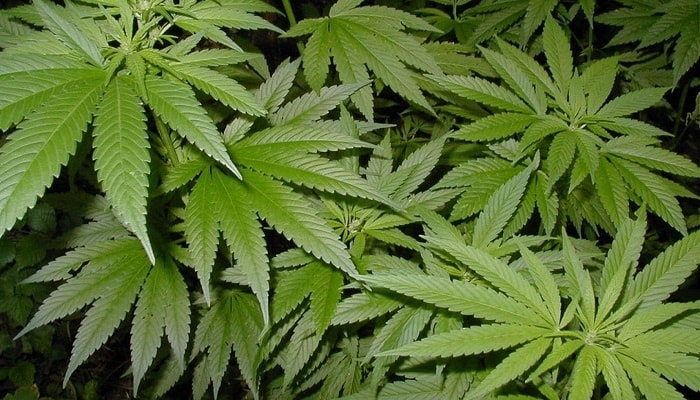 Удобрения для марихуаны