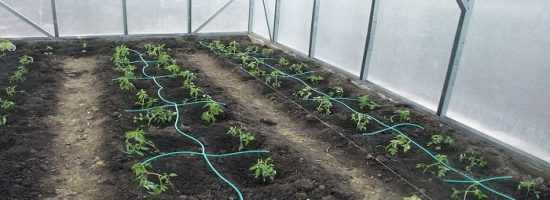 проблемы выращивания,