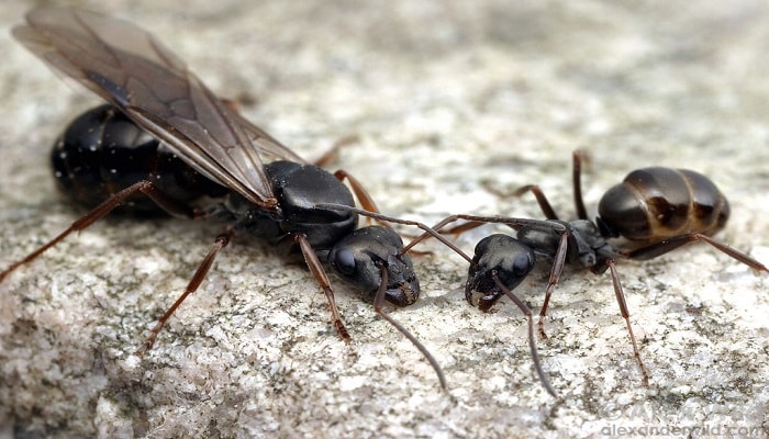 Как избавиться от черных садовых муравьев