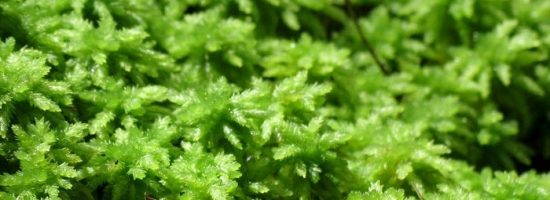 грунт для выращивания,