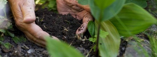 подкормка марихуаны,