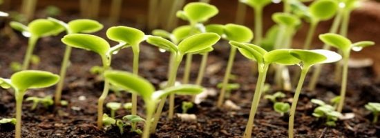 выращивание марихуаны,