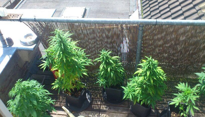 выращивать марихуану на окне