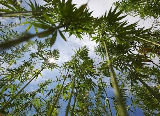 питание конопли,