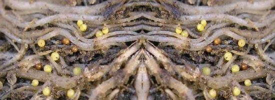 вредители марихуаны,