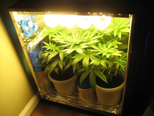 Ящик для выращивания марихуаны как правильно подгибать марихуану