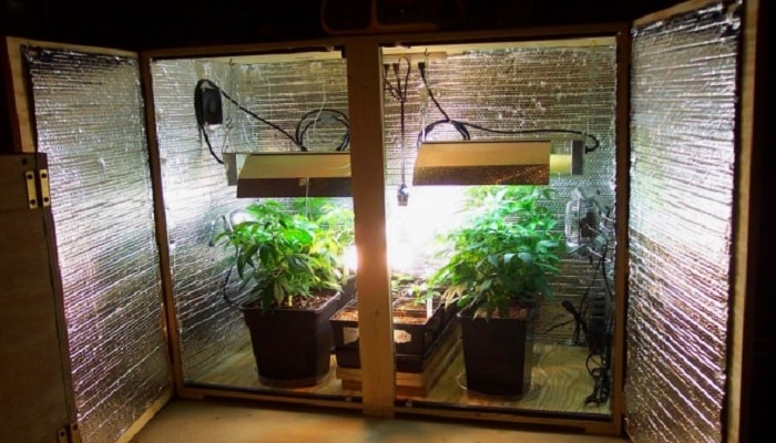 гроубокс для выращивание марихуаны