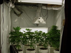 гроубокс для выращивание марихуаны