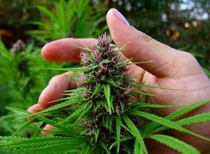 цветение марихуаны