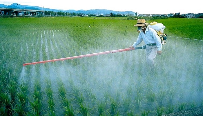 Использование пестицидов при выращивании конопли