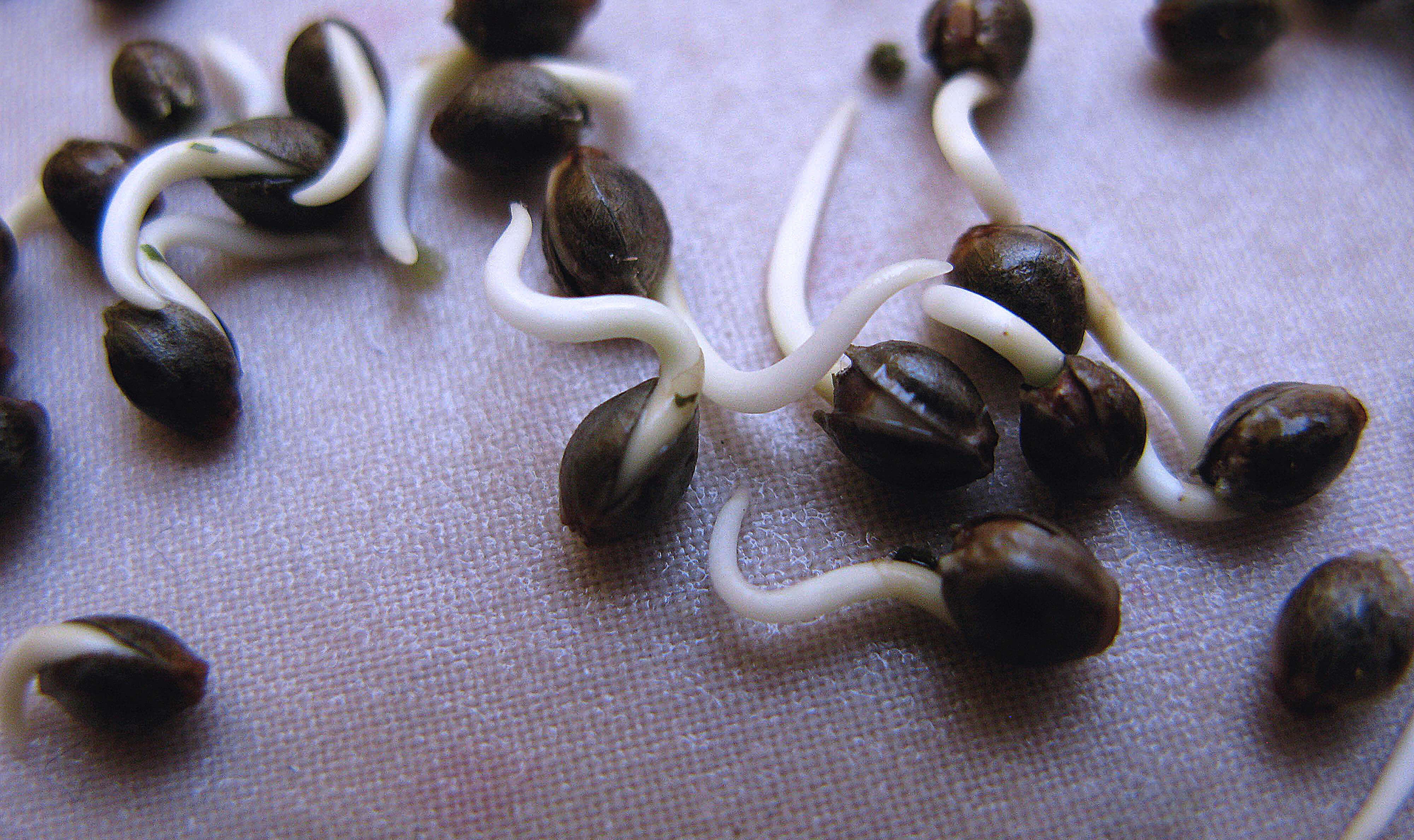 Что делать если не прорастают семена конопли уколятся своей марихуаной