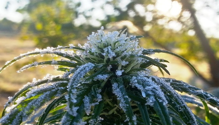 Как вырастить марихуану дома зимой какая нужна земля для марихуаны